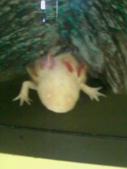 playin hide and seek with us....we tapped on the glass and he poked his head out the side hole of the log instead of coming out the end like normal...