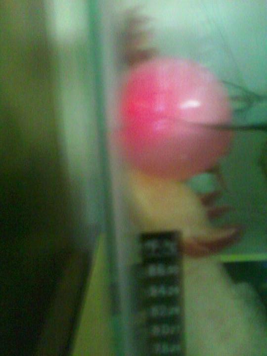 playing with a partially filled water balloon that we refridgerated...(the previous owner said she did this to hep cook tank)....we have since stopped
