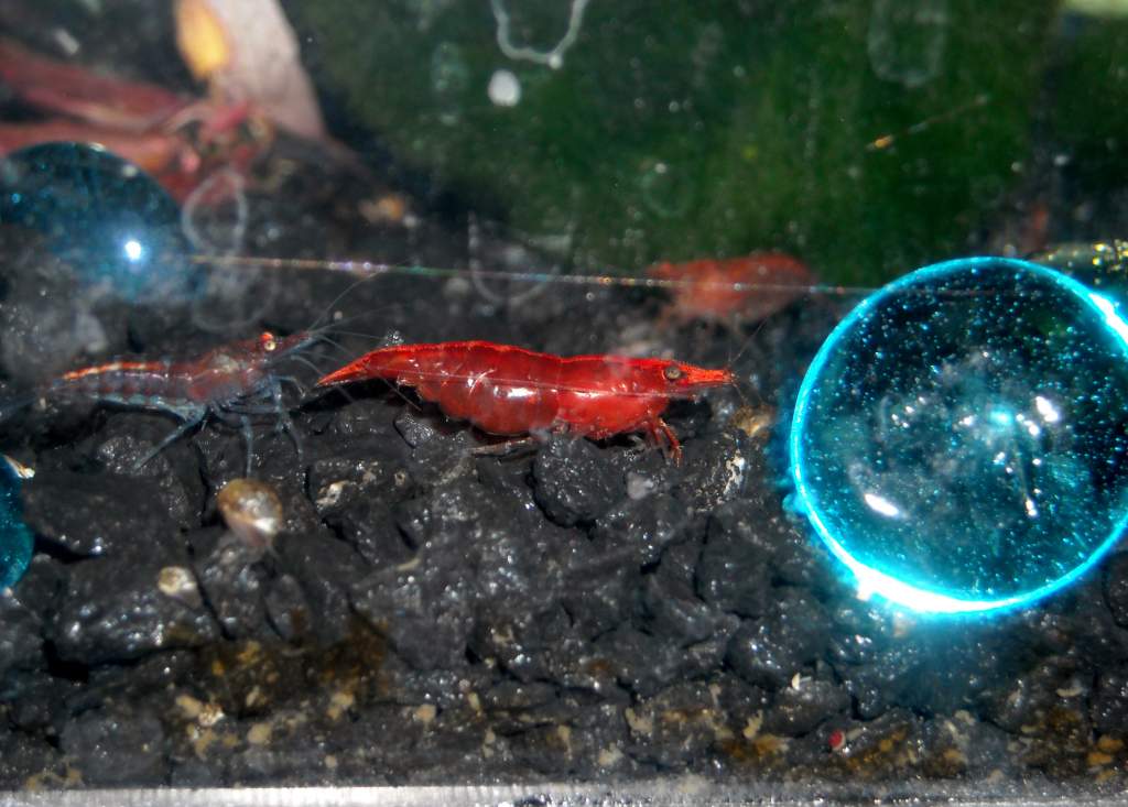 Please don't feed me to your Axolotls!