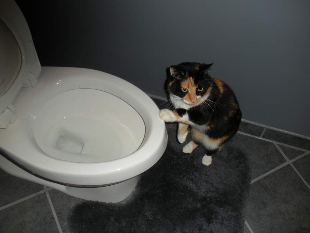 Please sir, may I have more toilet water? 

She really likes toilet water. She dips her paw in it and licks her paw. She drinks from her paw even more