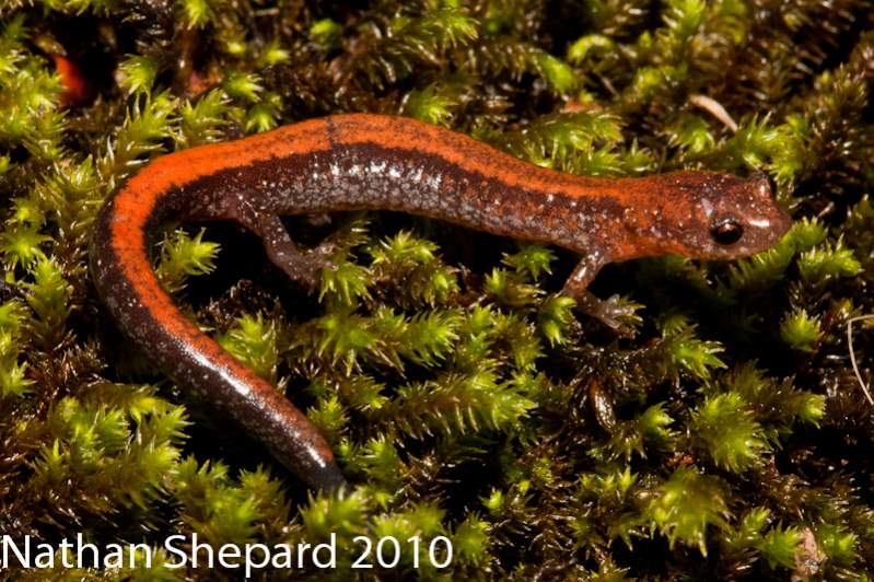 Plethodon cinereus, NC.
