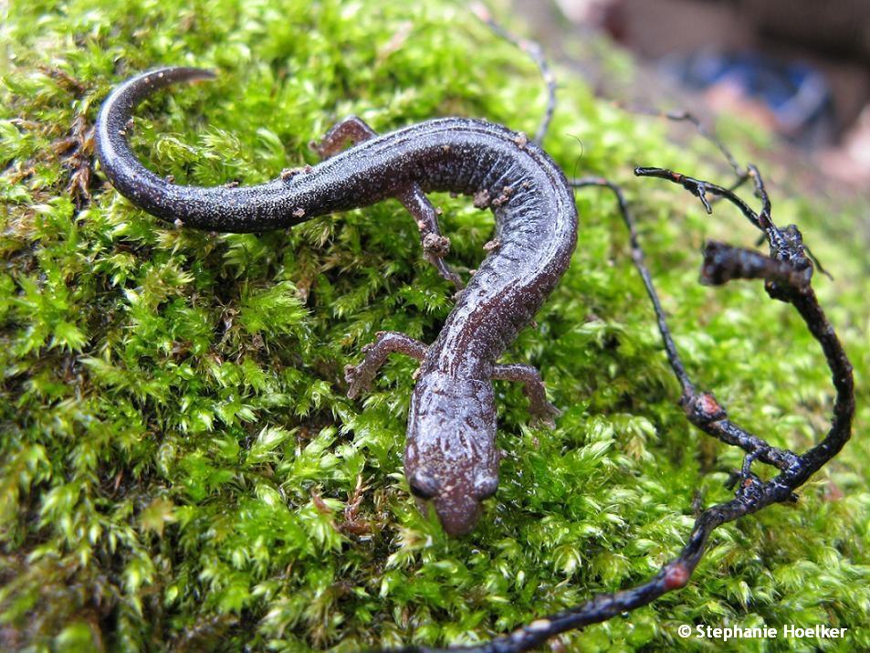 Plethodon cinereus