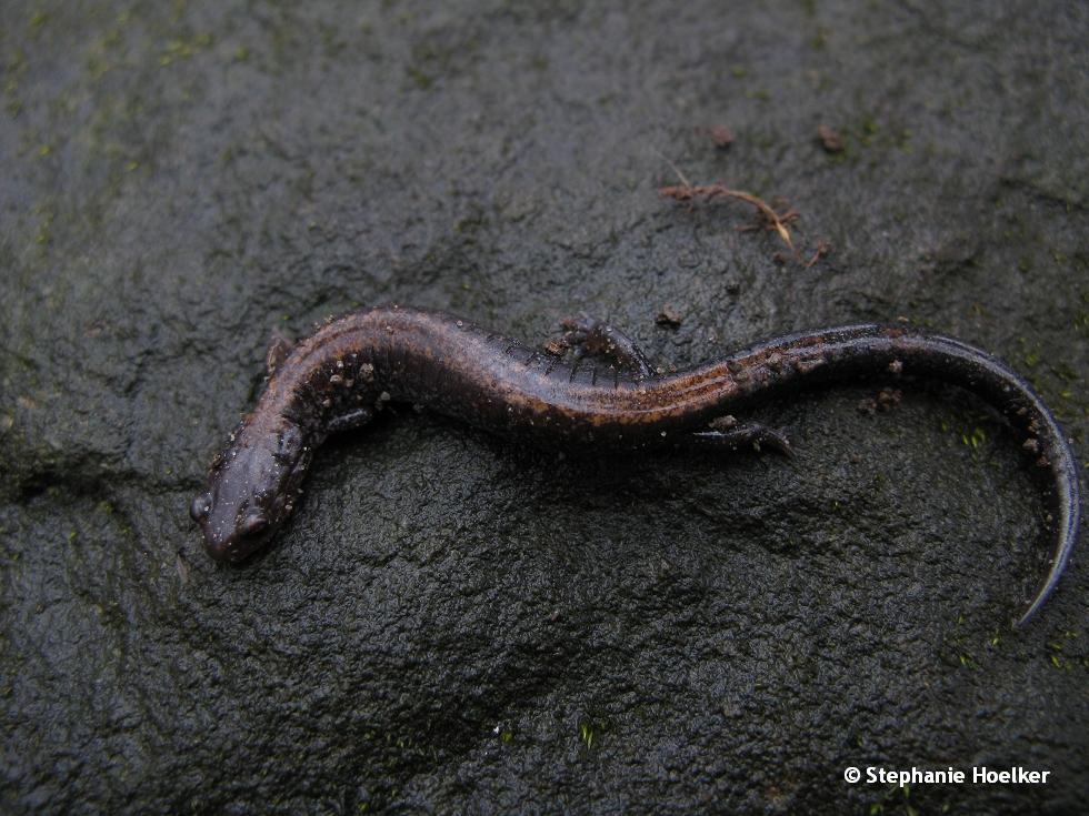 Plethodon cinereus