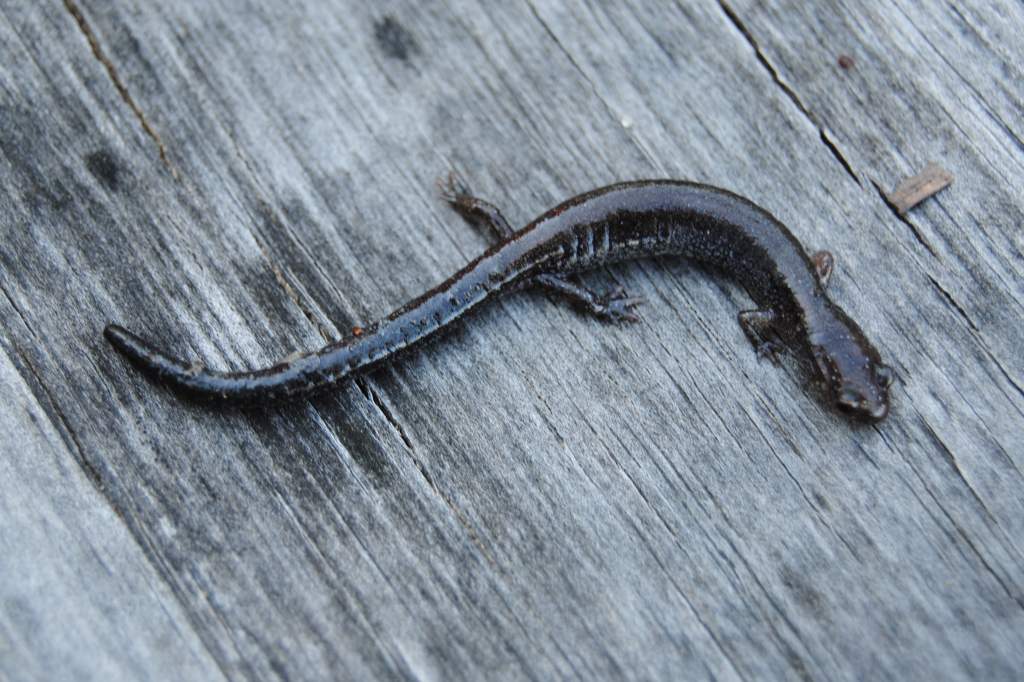 Plethodon electromorphus