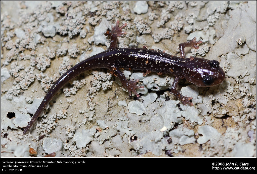 Plethodon fourchensis, Fourche Mountain Salamander, juvenile