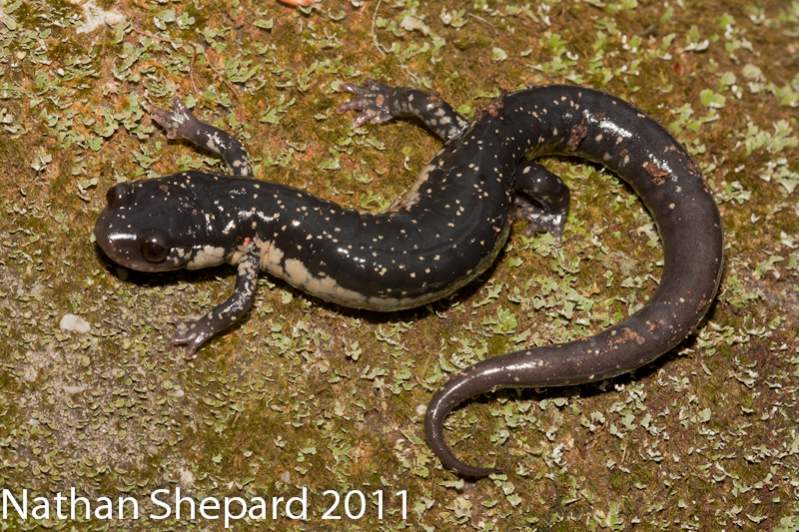 Plethodon glutinosus, GA.