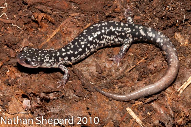 Plethodon glutinosus, VA.
