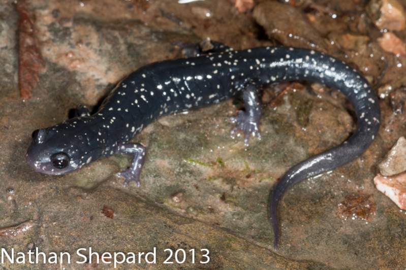 Plethodon glutinosus