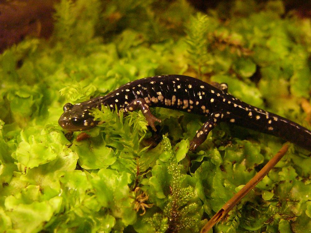 Plethodon glutinosus