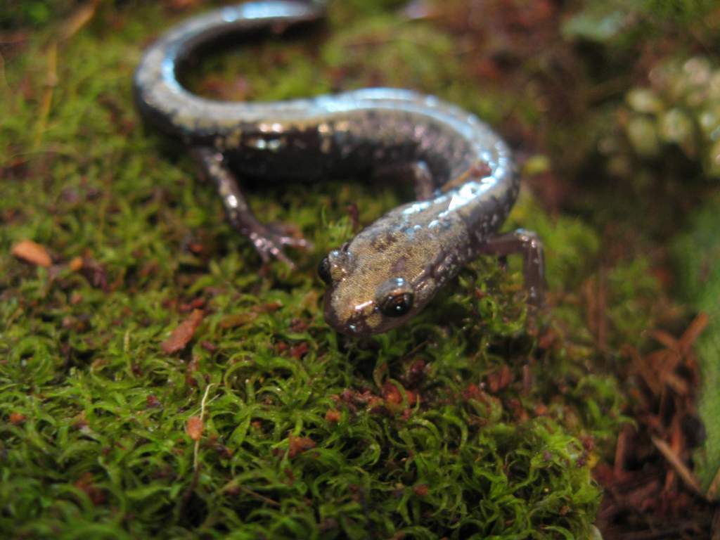 Plethodon hubrichti