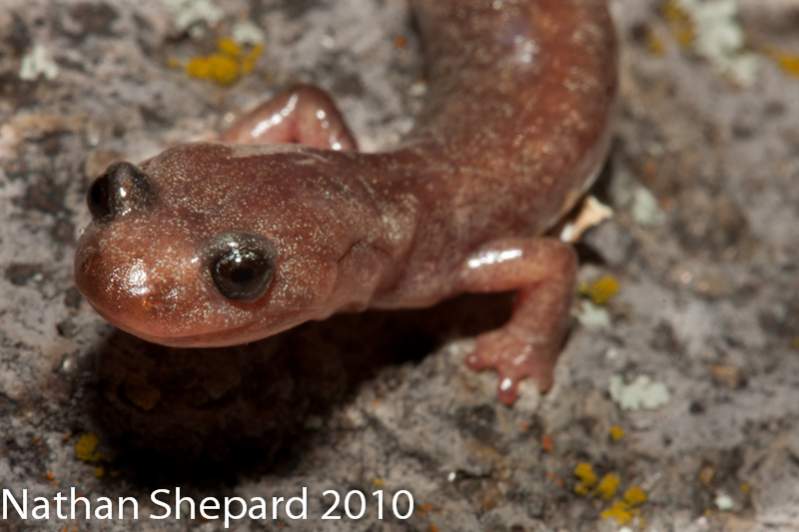 Plethodon neomexicanus