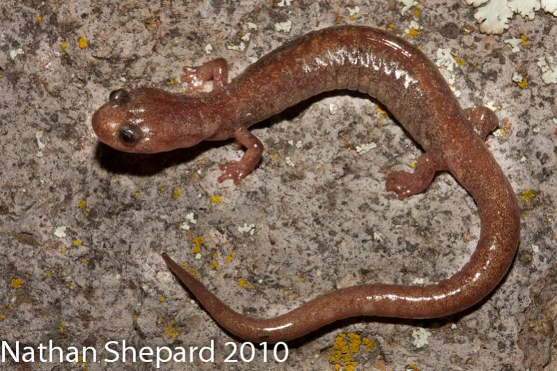 Plethodon neomexicanus