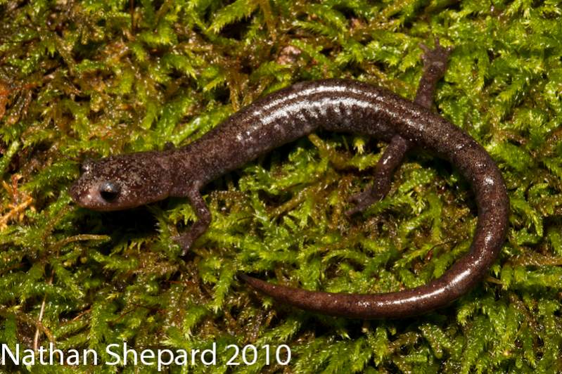 Plethodon nettingi - A heavily scarred individual and the only example of this species from this particular study site.