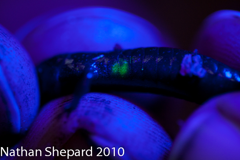 Plethodon nettingi - Displaying the identification mark injected with VIE to mark each individuals for survival estimates.