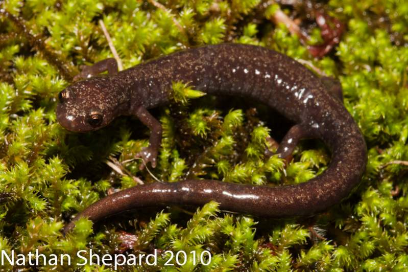 Plethodon nettingi