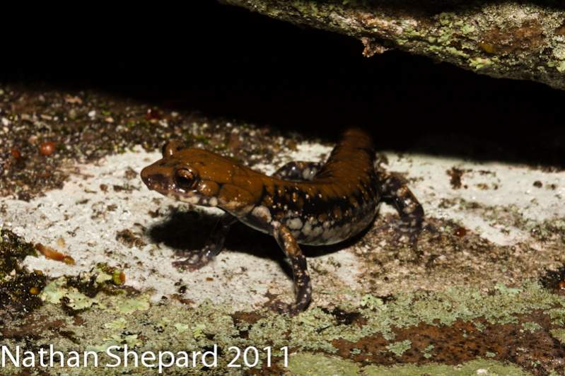 Plethodon petraeus, GA.