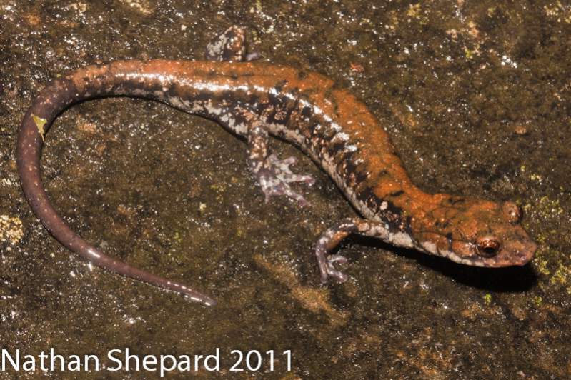 Plethodon petraeus, GA.
