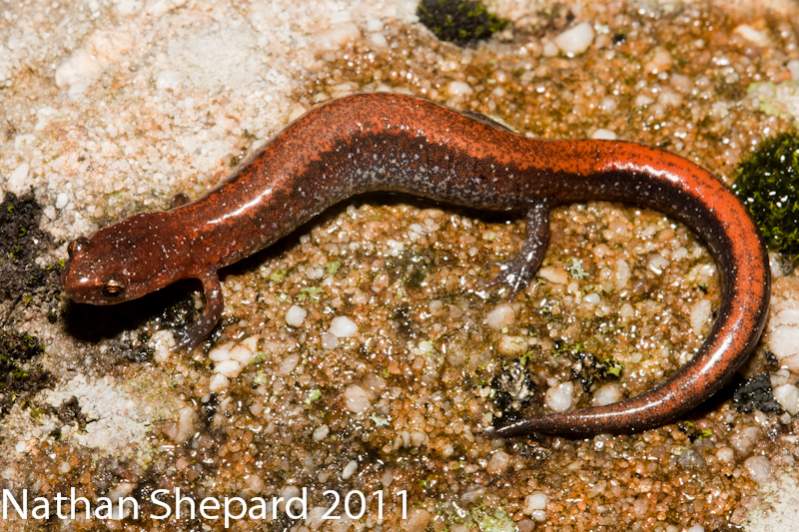 Plethodon serratus, GA.