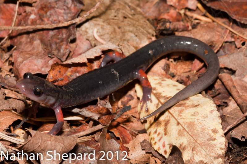Plethodon shermani