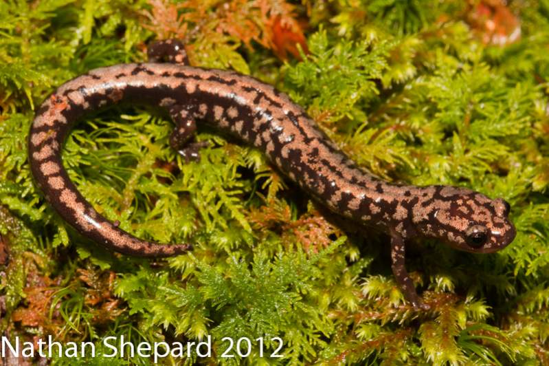 Plethodon welleri
