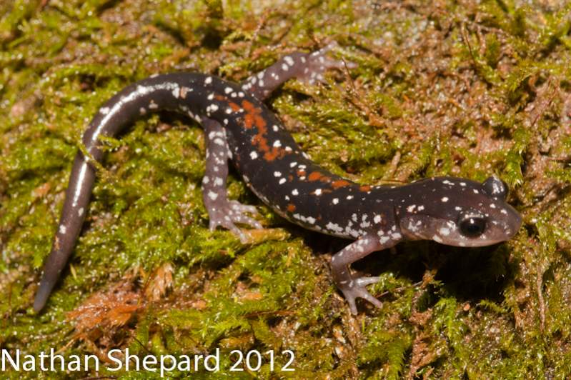 Plethodon yonahlossee longicrus