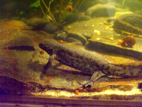Pleurodeles waltl 11