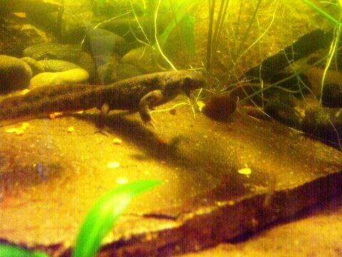 Pleurodeles waltl 12