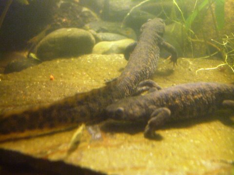 Pleurodeles waltl 2