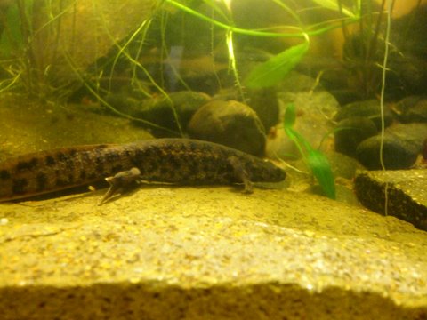 Pleurodeles waltl 3
