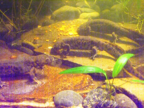 Pleurodeles waltl 4