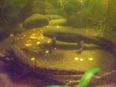 Pleurodeles waltl 5