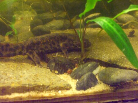 Pleurodeles waltl 6