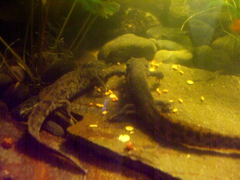 Pleurodeles waltl 8