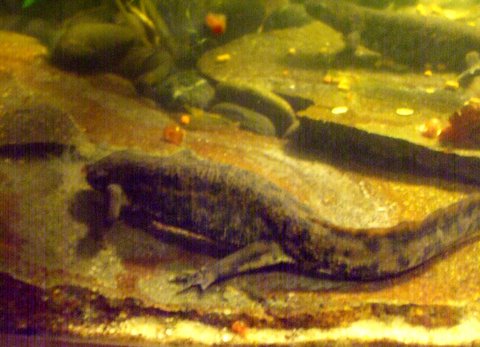 Pleurodeles waltl 9