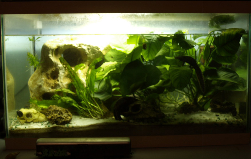 Pleurodeles waltl tank