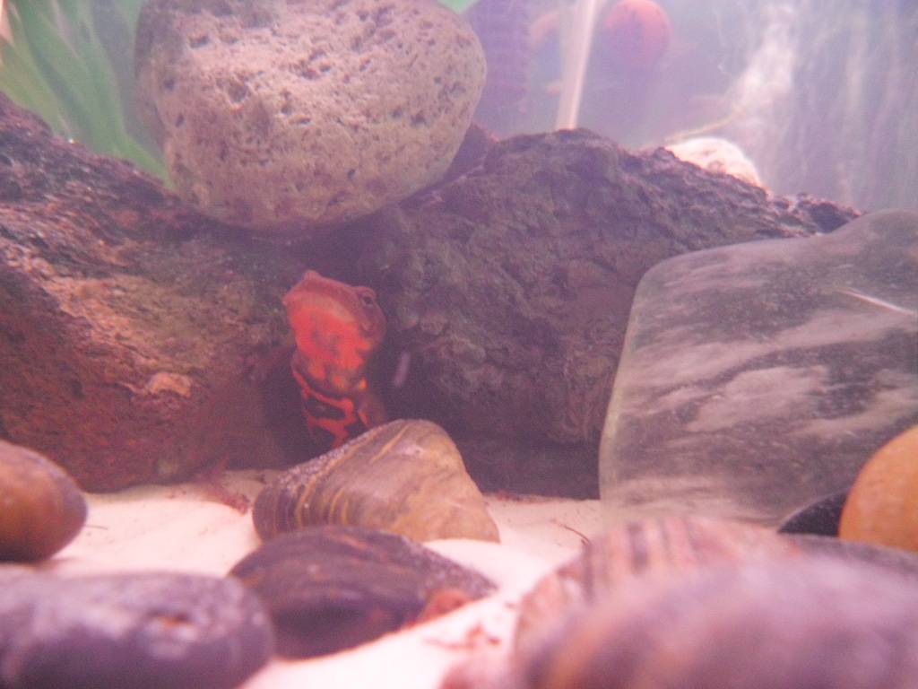 Poking out of the hide.