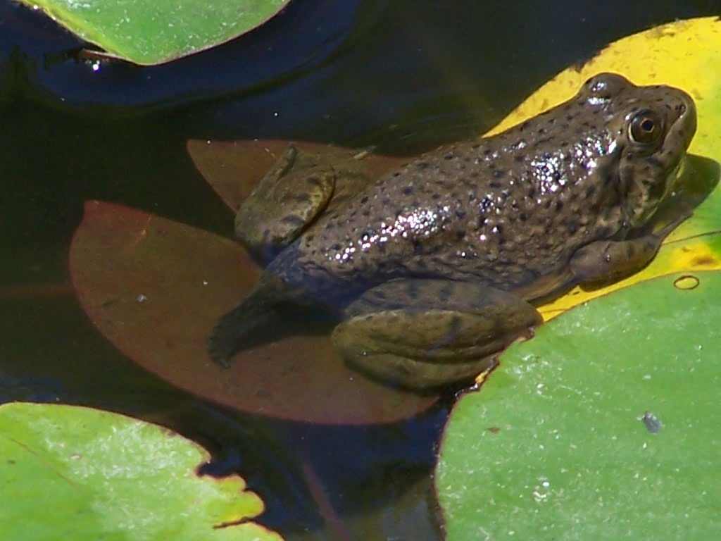 pond later in the winter we found this guy had broken in the house, went down stairs, and died under the freezer