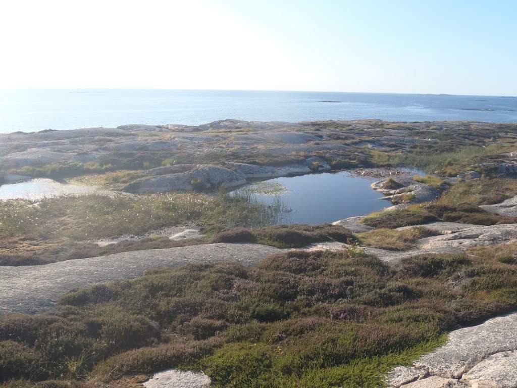 ponds by the sea

triturus cristatus and vulgaris. Rana arvalis and temporaria.
Bufo bufo and calamita.