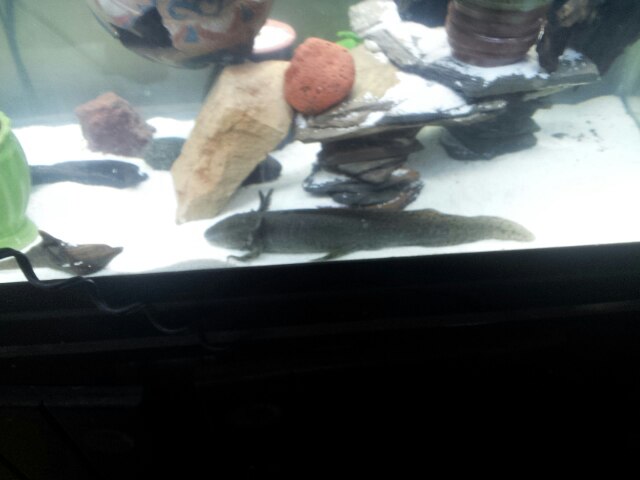 ponyo 11 inch wildtype