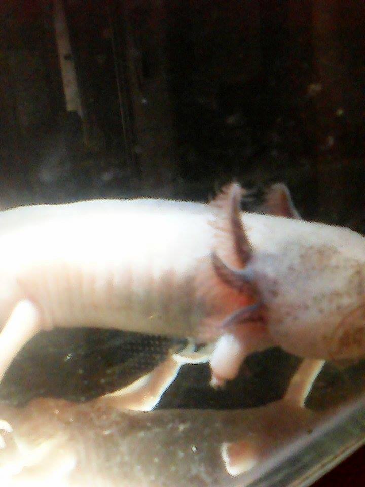 Poor Jonesy (January)