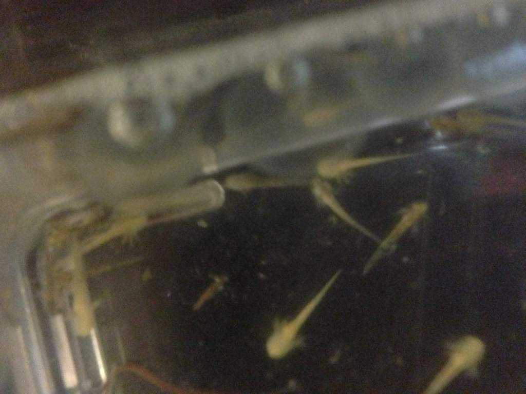Poor quality close up!