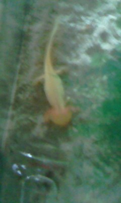 poorly axie before she passed 5 bits of gravel still dont know how she managed it