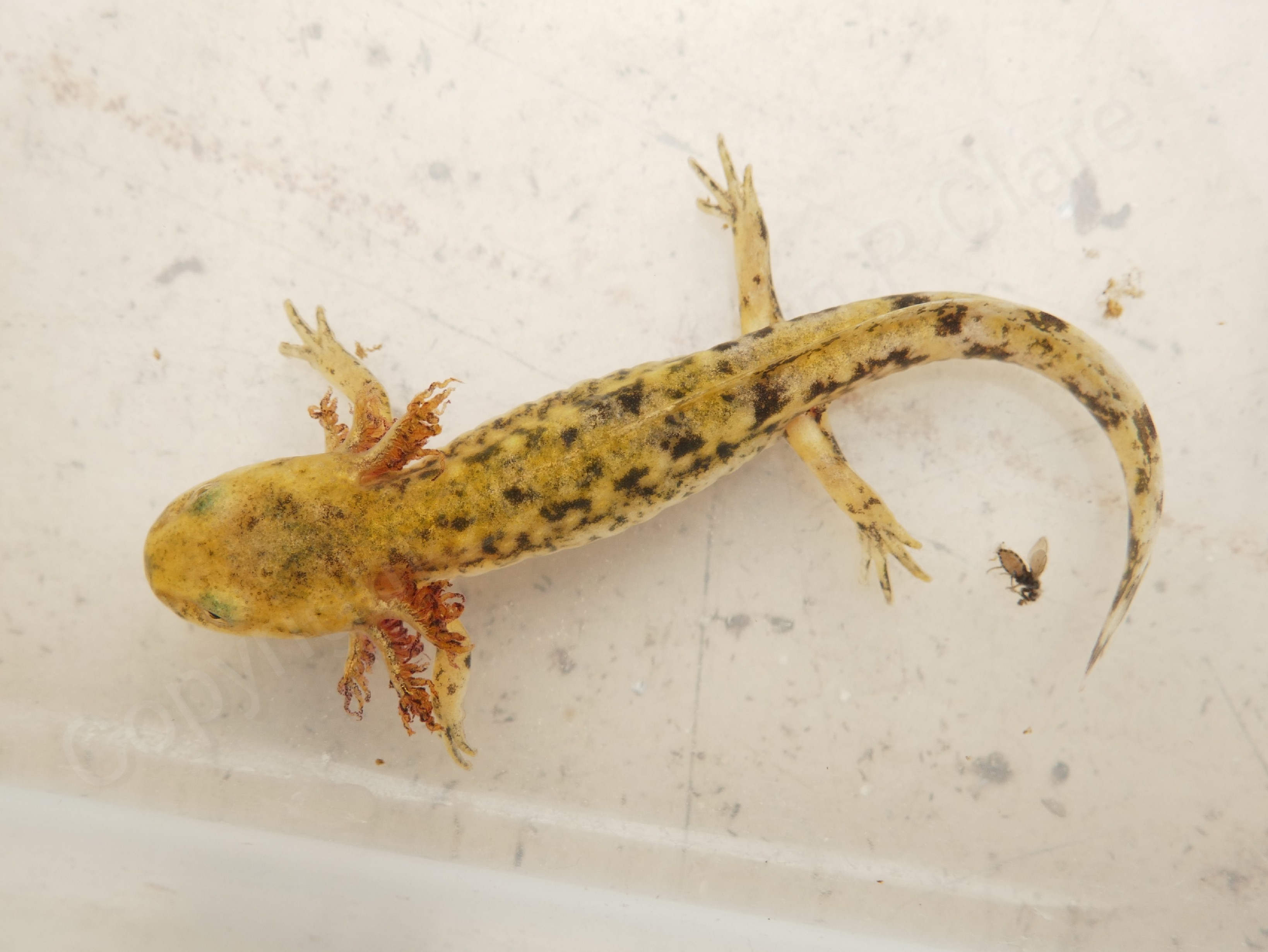 Portuguese Fire Salamander near metamorphosis
