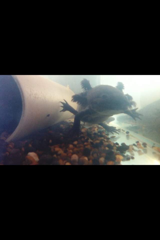 Pose for the Camera