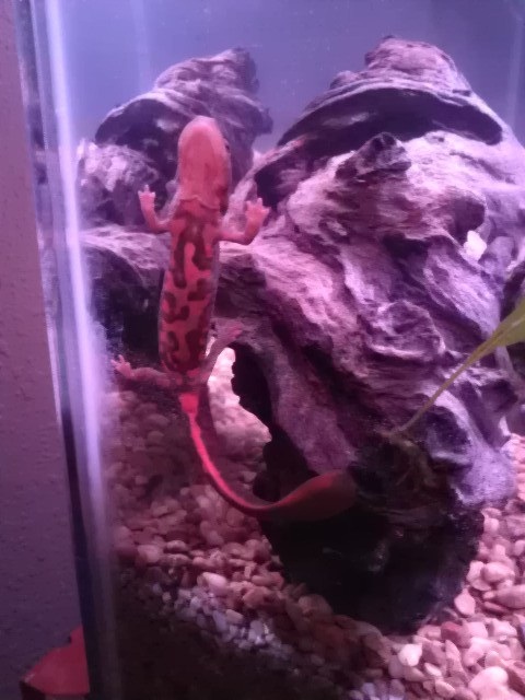 pose for the camera