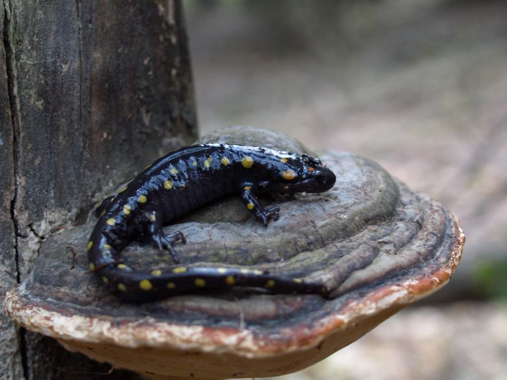 Posed on Mushroom :>