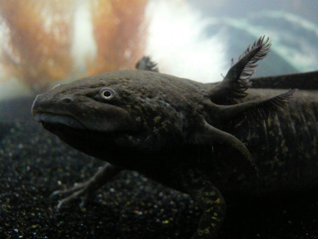 Potato likes the camera more than Garlic does