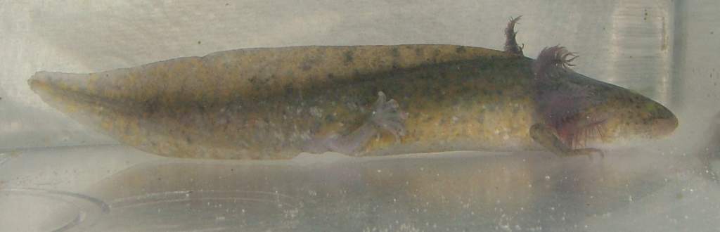 Pre treatment axolotl 1