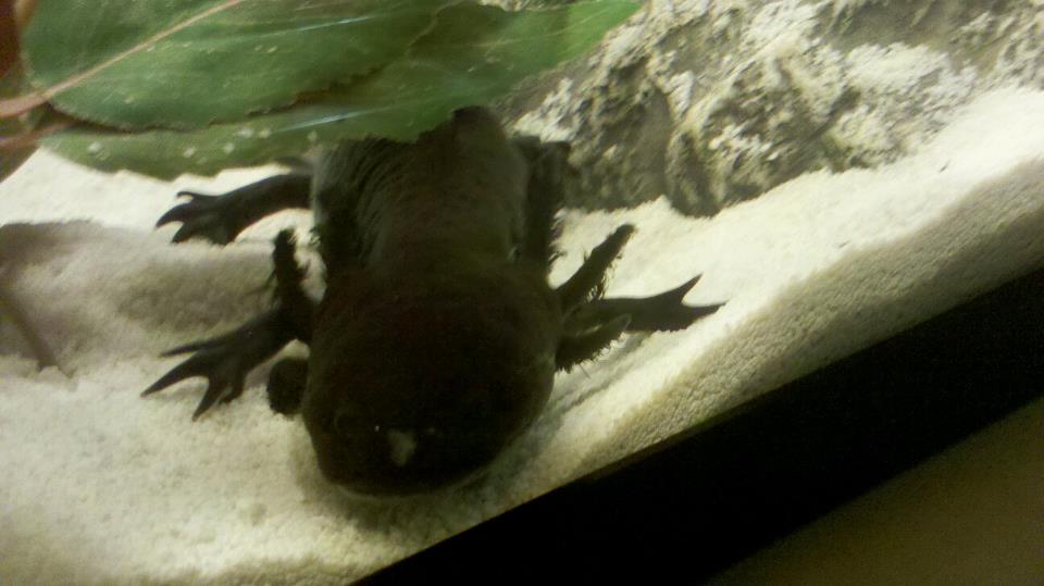 Preferred hiding spot: head under a single plant leaf.