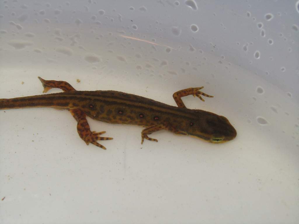 Pretty Female